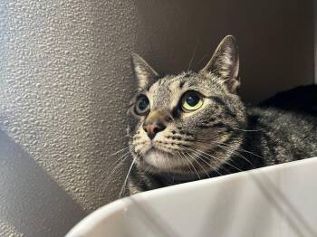 Tiger -  Domestic Short Hair Cat for Adoption in Pierceton, Indiana - Tiger | PetCurious