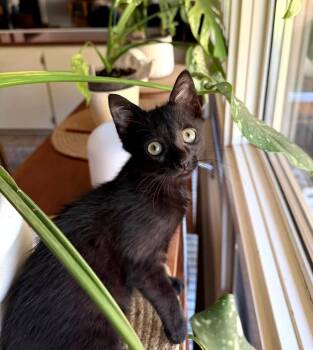 Espresso -  Domestic Short Hair Cat for Adoption in Hartsville, South Carolina - Espresso | PetCurious