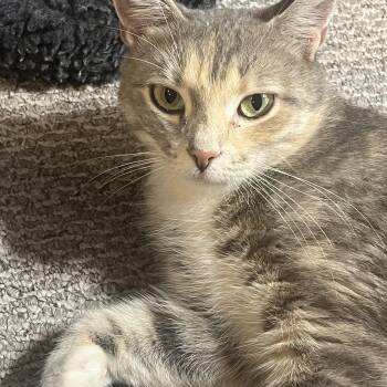 Portia -  Dilute Tortoiseshell Cat for Adoption in Avondale, Pennsylvania - Portia | PetCurious