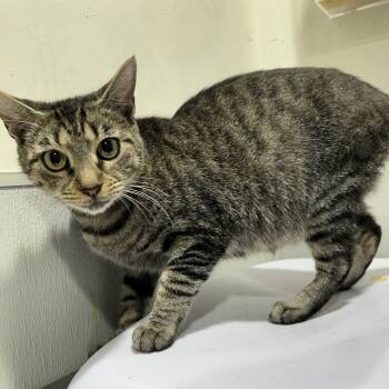 Rescue Domestic Short Hair Cats for Adoption in Tampa, Florida - Roxy | PetCurious