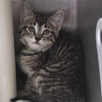 Daphne -  Domestic Short Hair Cat for Adoption in Fort Wayne, Indiana - Daphne | PetCurious