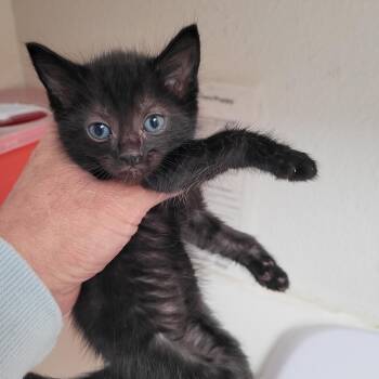 Chester -  Domestic Short Hair Cat for Adoption in Belfair, Washington - Chester | PetCurious