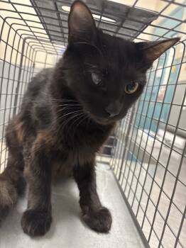 Rescue Domestic Medium Hair Cats for Adoption in Las Vegas, Nevada - GLITZ | PetCurious