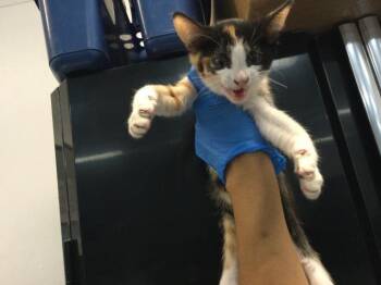 A1919580 -  Domestic Short Hair Cat Available for Adoption in Thousand Palms, California - A1919580 | PetCurious