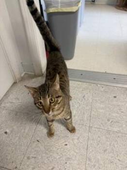 STOMPER -  Domestic Short Hair Cat for Adoption in Sandusky, Ohio - STOMPER | PetCurious