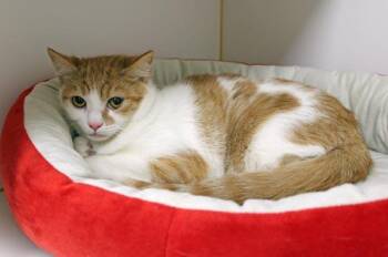 Puff -  Domestic Short Hair Cat for Adoption in Mansfield, Massachusetts - Puff | PetCurious