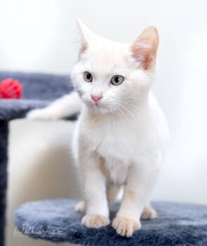 Blade -  Domestic Short Hair Cat for Adoption in Monroe, Georgia - Blade | PetCurious