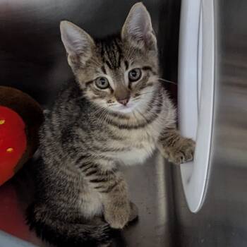Rescue Domestic Short Hair Cats for Adoption in Aberdeen, Washington - Stitch | PetCurious