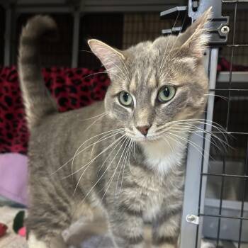Domestic Short Hair Cats Available for Adoption in Charlottesville, Virginia - Sim Sim | PetCurious