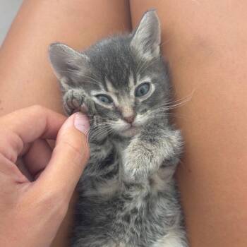 Roo -  Domestic Short Hair Cat for Adoption in Dallas, Texas - Roo | PetCurious
