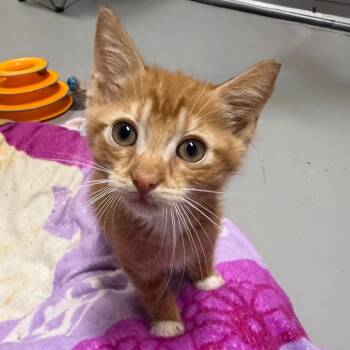 Butterfinger -  American Bobtail and Domestic Short Hair Cat for Adoption in Brownsboro, Alabama - Butterfinger | PetCurious