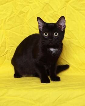 Zaidee -  Domestic Short Hair Cat for Adoption in Rock Falls, Illinois - Zaidee | PetCurious