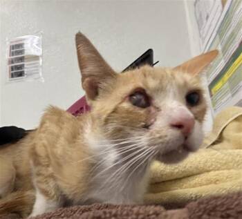 A882341 -  Domestic Short Hair Cat for Adoption in Camarillo, California - A882341 | PetCurious