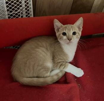 Rescue Domestic Short Hair Cats for Adoption in Hammond, Indiana - Michelangelo | PetCurious