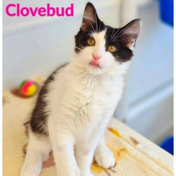 Clovebud -  Domestic Long Hair Cat for Adoption in North Saint Paul, Minnesota - Clovebud | PetCurious