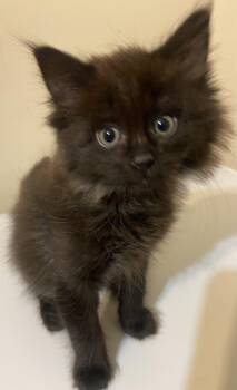 Eclipse -  Domestic Medium Hair Cat for Adoption in Calgary, Alberta - Eclipse | PetCurious