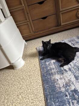 Trixie -  Domestic Short Hair Cat Available for Adoption in Gwinn, Michigan - Trixie | PetCurious