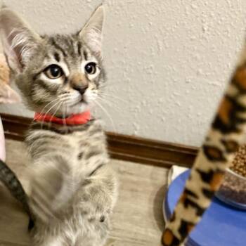 Major -  Domestic Short Hair Cat for Adoption in Washougal, Washington - Major | PetCurious