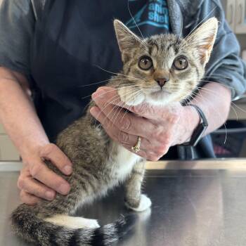 Annie -  Domestic Short Hair Cat for Adoption in Evanston, Illinois - Annie | PetCurious