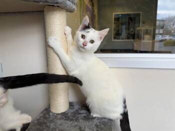Domestic Short Hair Cats Available for Adoption - BURT | PetCurious