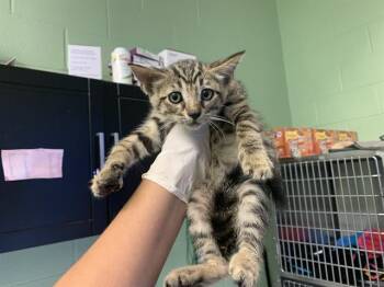 Rescue Domestic Short Hair Cats for Adoption in Grand Prairie, Texas - FANGS | PetCurious