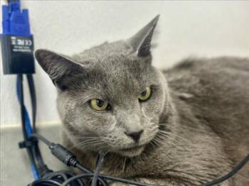 Rescue Domestic Short Hair Cats for Adoption in Loveland, Colorado - DEKU | PetCurious