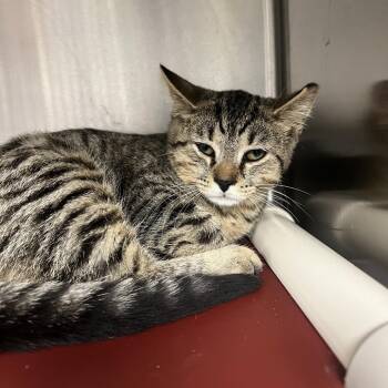 Mediodia -  Domestic Short Hair Cat for Adoption in Mentor, Ohio - Mediodia | PetCurious