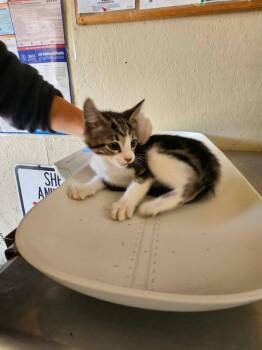 Phoenix -  Domestic Short Hair Cat for Adoption in Shelbyville, Tennessee - Phoenix | PetCurious