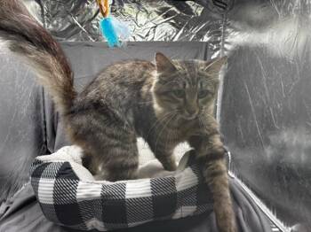 AUNT MAY -  Domestic Medium Hair Cat for Adoption in Grovetown, Georgia - AUNT MAY | PetCurious