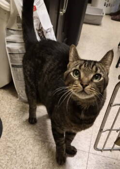 Rescue Domestic Short Hair Cats for Adoption in Herndon, Virginia - Maple | PetCurious