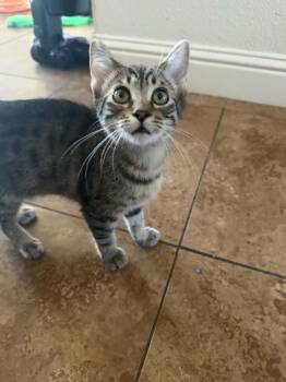 Tabby Cats Available for Adoption in Vallejo, California - Kevin ( AP) | PetCurious