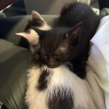 Domestic Long Hair Cats Available for Adoption in Dallas, Texas - Brisket | PetCurious