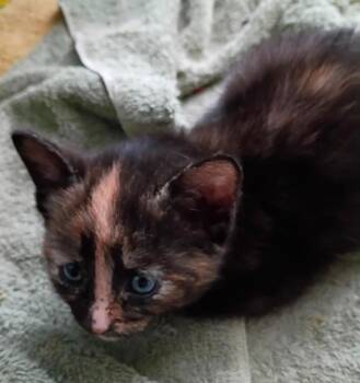 Domestic Short Hair Cats Available for Adoption in Urbandale, Iowa - Sahar | PetCurious