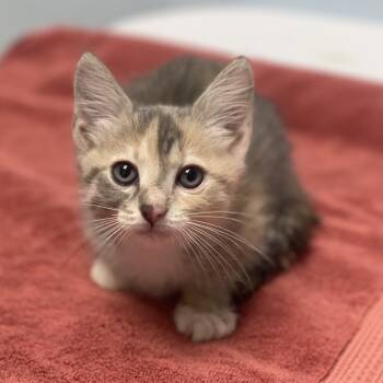 Rescue Domestic Short Hair Cats for Adoption in Riverside, California - Icicle | PetCurious