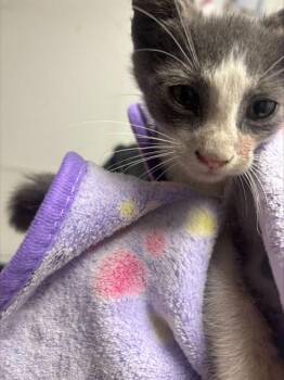 SHEMAR -  Domestic Short Hair Cat for Adoption in Fort Lauderdale, Florida - SHEMAR | PetCurious