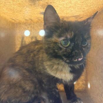 71271 -  Domestic Short Hair Cat for Adoption in Harrisonburg, Virginia - 71271 | PetCurious