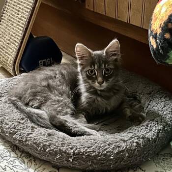 Lydia -  Domestic Medium Hair Cat for Adoption in Johnstown, Pennsylvania - Lydia | PetCurious