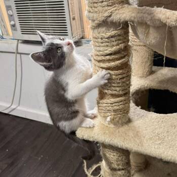 Domestic Short Hair Cats Available for Adoption - Gumbo | PetCurious