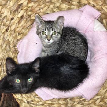 Tabby Cats Available for Adoption in Cleveland, Ohio - Toni | PetCurious