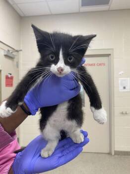 Kristoff -  Domestic Short Hair Cat for Adoption in Fishers, Indiana - Kristoff | PetCurious