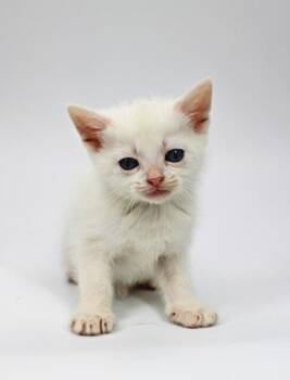 Domestic Medium Hair and Domestic Short Hair Cats Available for Adoption in Morton Grove, Illinois - Snowcap | PetCurious