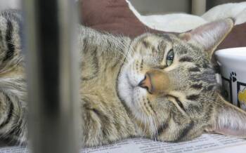 Rescue Tiger Cats for Adoption in Brockton, Massachusetts - Labraun | PetCurious