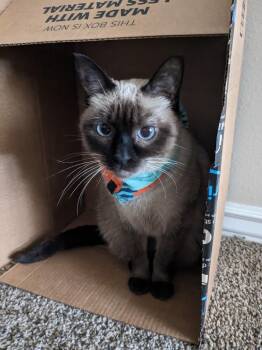 Stella -  Domestic Short Hair Cat for Adoption in Little Rock, Arkansas - Stella | PetCurious
