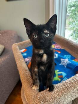 Zoe -  Domestic Short Hair and Tortoiseshell Cat for Adoption in Norfolk, Virginia - Zoe | PetCurious