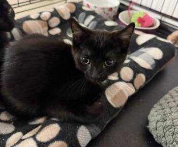 43-Dory -  Domestic Short Hair Cat for Adoption in Windsor, Connecticut - 43-Dory | PetCurious