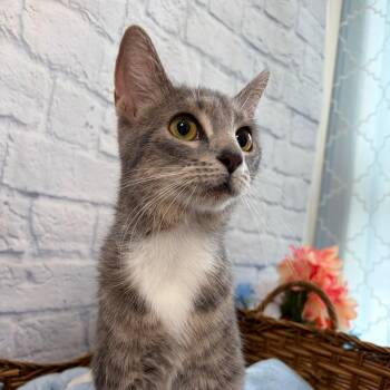 Rosemary -  Domestic Short Hair Cat for Adoption in Harrisonburg, Virginia - Rosemary | PetCurious
