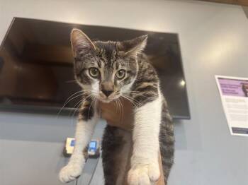 TOM -  Domestic Short Hair Cat for Adoption in Rowlett, Texas - TOM | PetCurious