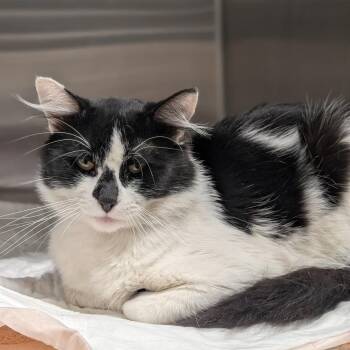 Matthias -  Domestic Long Hair and Domestic Medium Hair Cat for Adoption in Sand Springs, Oklahoma - Matthias | PetCurious