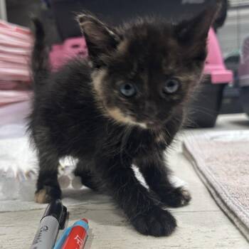 Laurel -  Domestic Short Hair Cat for Adoption in Dallas, Texas - Laurel | PetCurious