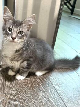 River P -  Tabby Cat for Adoption in Plano, Texas - River P | PetCurious